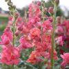 Madame Butterfly Cherry Bronze - (F1) Snapdragon Seed