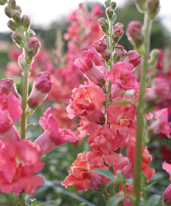 Madame Butterfly Cherry Bronze - (F1) Snapdragon Seed