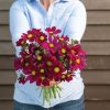 Versailles Red - Cosmos Seed
