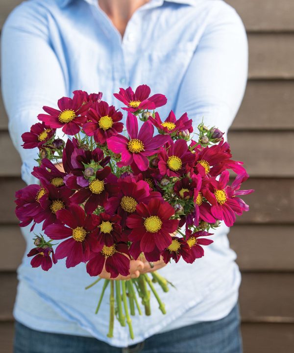 Versailles Red - Cosmos Seed