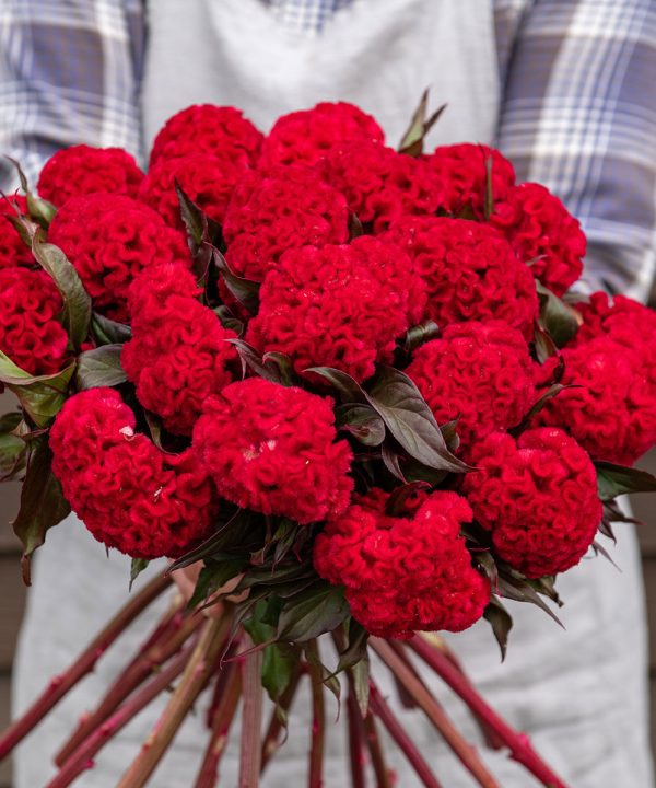 Reien - Celosia Seed