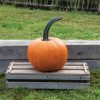 Cronus - (F1) Pumpkin Seed
