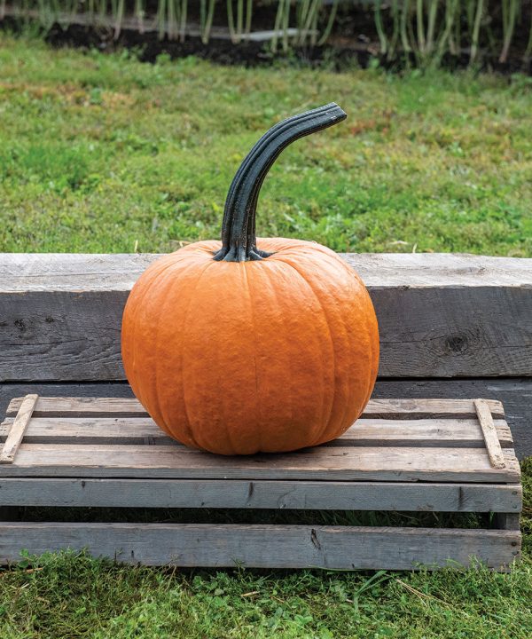 Cronus - (F1) Pumpkin Seed