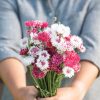 Classic Romantic - Centaurea Seed