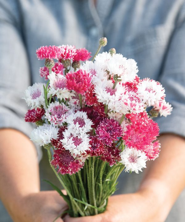 Classic Romantic - Centaurea Seed