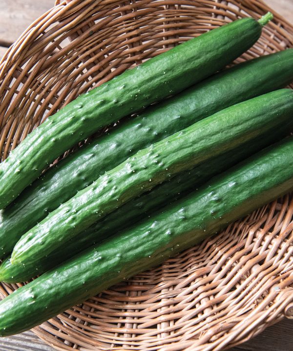 Sashimi - (F1) Cucumber Seed