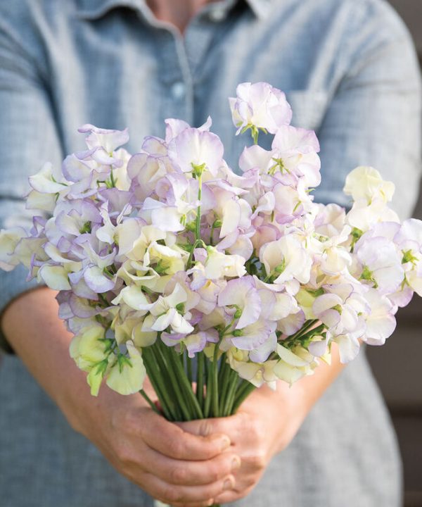 High Scent - Sweet Pea Seed