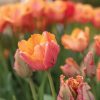 Amazing Parrot - Tulip Bulb