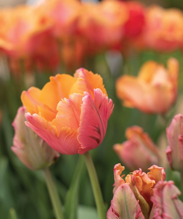 Amazing Parrot - Tulip Bulb
