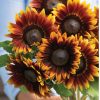 Shock-O-Lat - (F1) Sunflower Seed