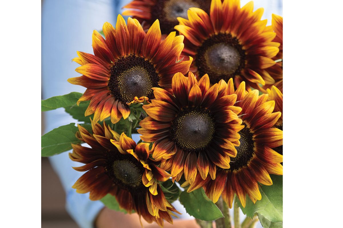 Shock-O-Lat - (F1) Sunflower Seed