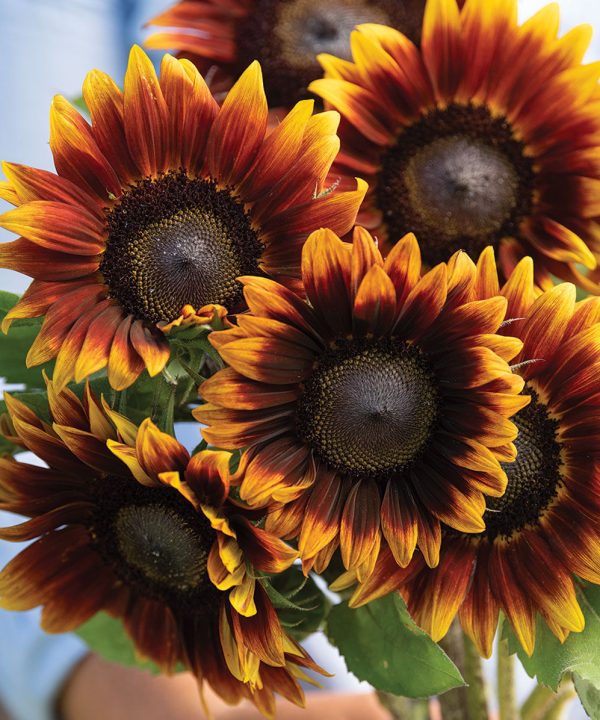 Shock-O-Lat - (F1) Sunflower Seed
