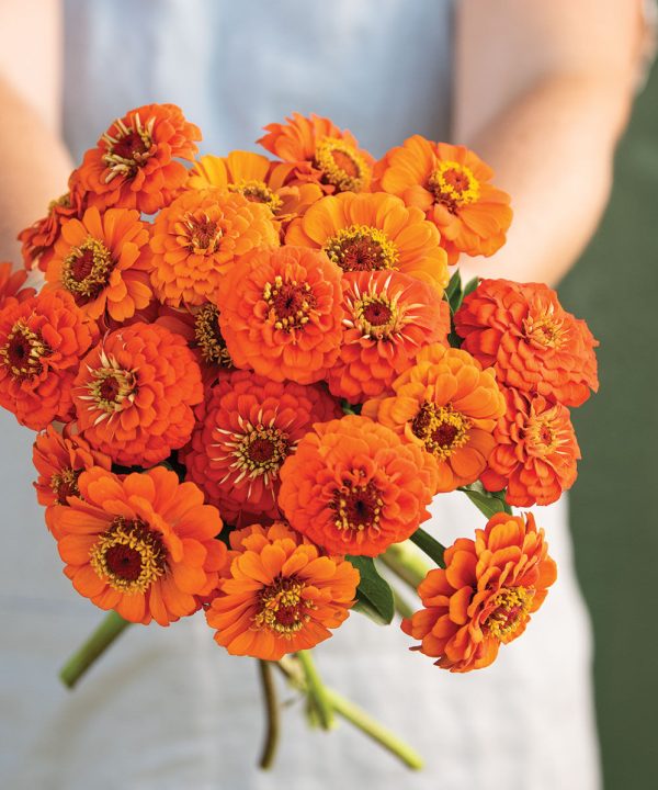 Queeny Pure Orange - Zinnia Seed