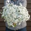 The Pearl - Yarrow Seed