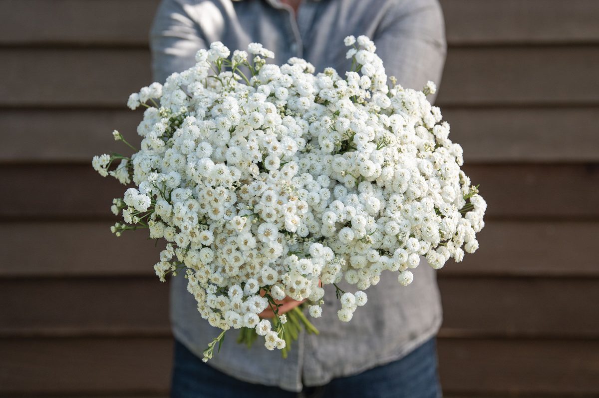 The Pearl - Yarrow Seed