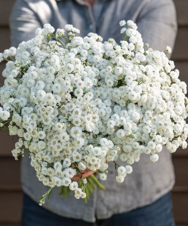 The Pearl - Yarrow Seed