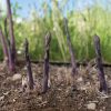Erasmus - Purple Asparagus Crowns