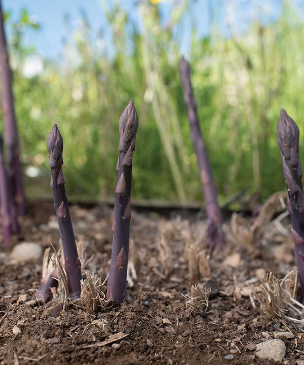 Erasmus - Purple Asparagus Crowns
