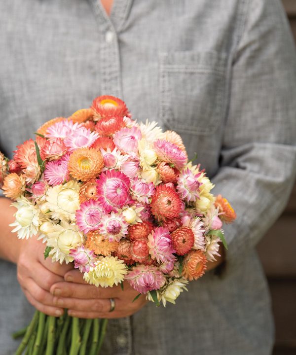 Seashells Mix - Strawflower Seed