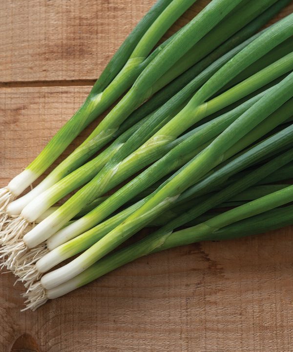 Feast - Onion Seed