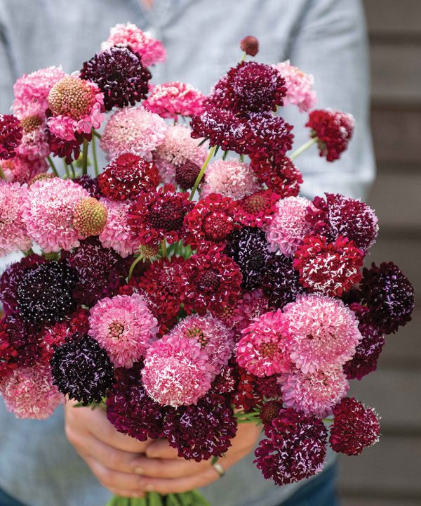 Triple Berry Mix - Scabiosa Seed