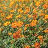 Bright Lights - Heirloom Cosmos Seed