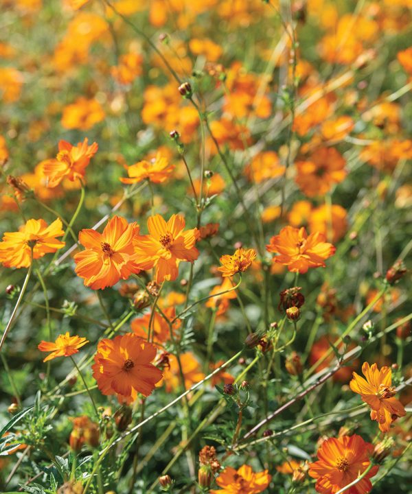 Bright Lights - Heirloom Cosmos Seed