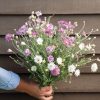 Paper Flower Double Mixture - Heirloom Xeranthemum Seed