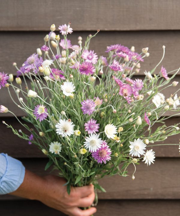 Paper Flower Double Mixture - Heirloom Xeranthemum Seed