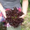 Salanova Red Tango -  Lettuce Seed