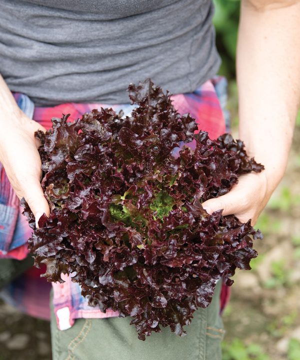 Salanova Red Tango -  Lettuce Seed