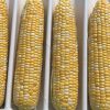 Inspiration - 1r (F1) Corn Seed