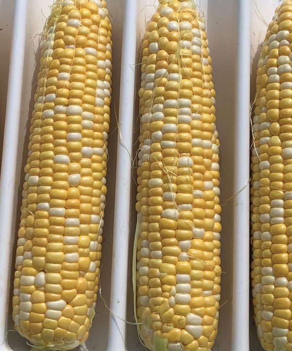 Inspiration - 1r (F1) Corn Seed