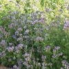 Phacelia - Flower Seed