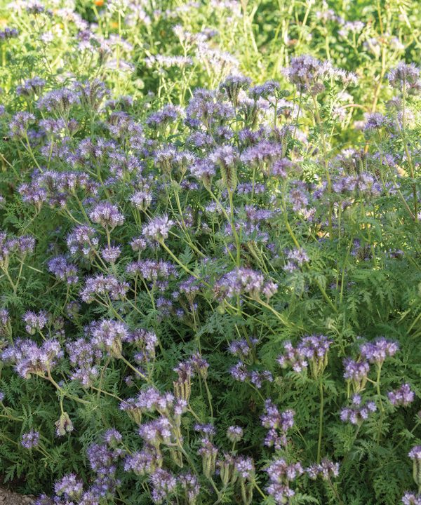 Phacelia - Flower Seed