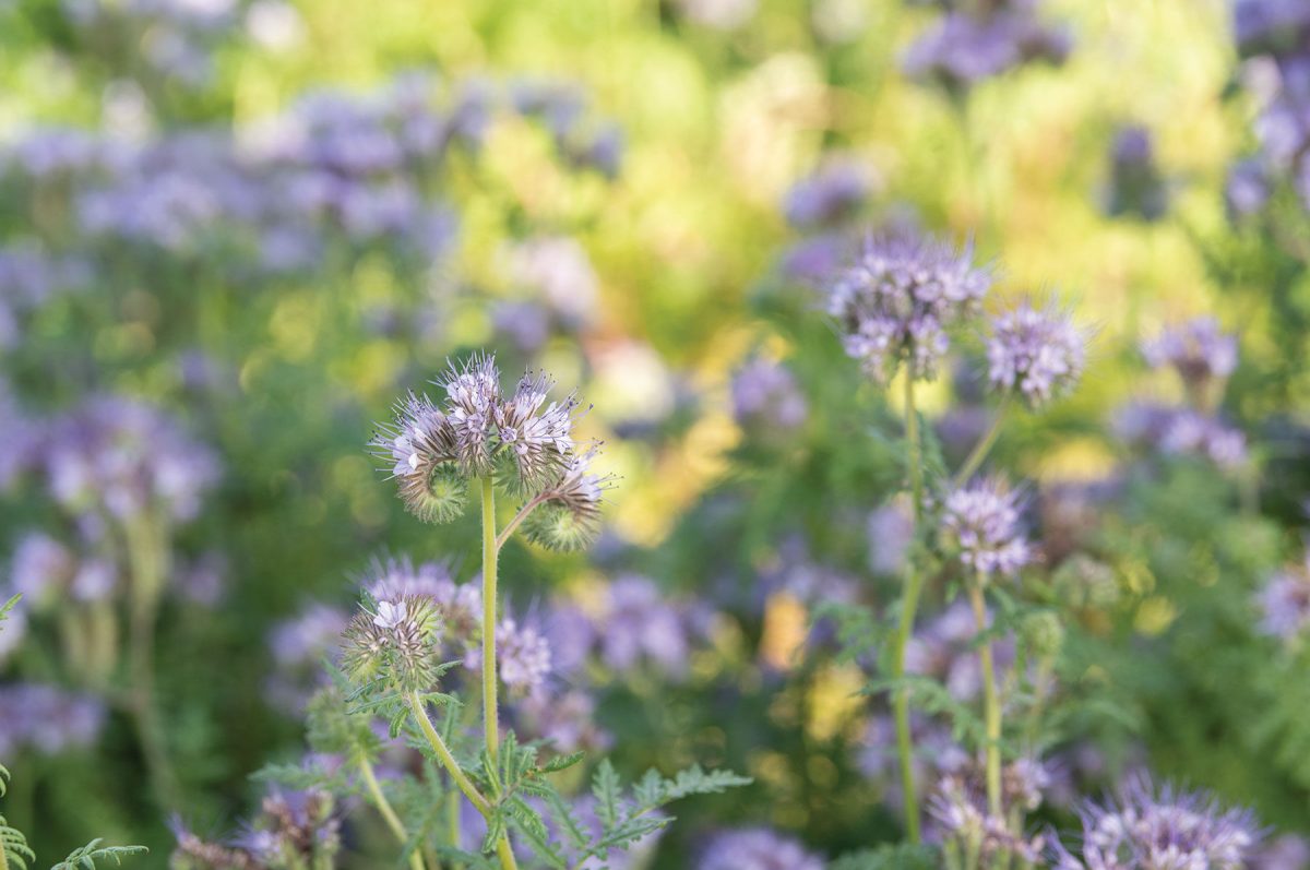 Phacelia - Flower Seed - Image 2