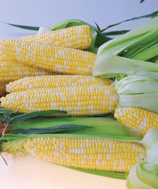 Quick Start - (F1) Corn Seed