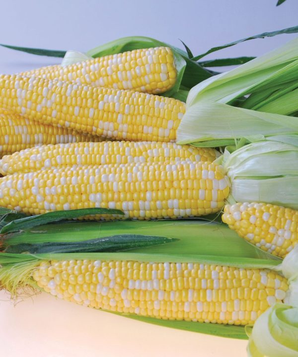 Quick Start - 1r (F1) Corn Seed