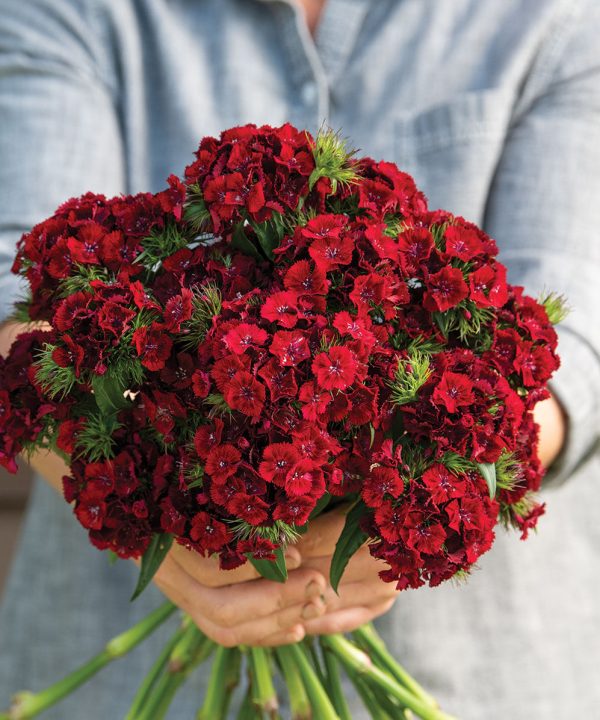 Sweet Red - Pelleted (F1) Dianthus Seed