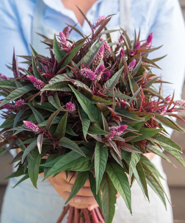 Flamingo Purple - Celosia Seed