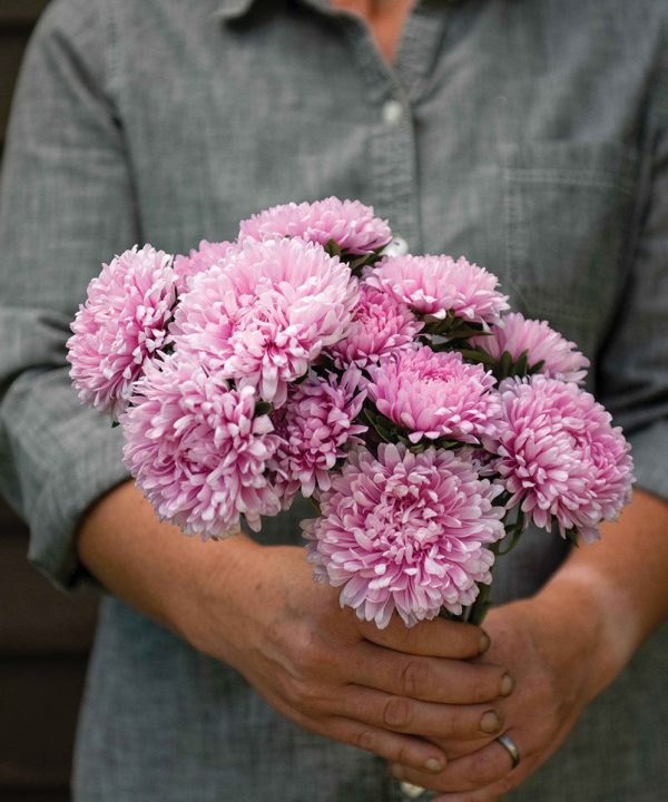 Miss Europe Resist - China Aster Seed