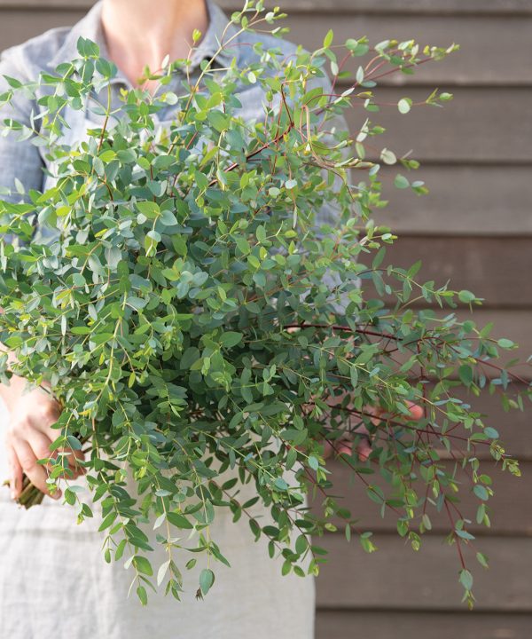 Small-Leaved Gum - Eucalyptus Seed