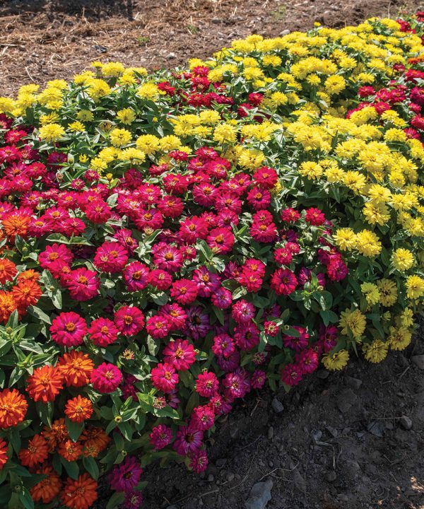 Double Zahara Brilliant Mixture - Dwarf Zinnia Seeds