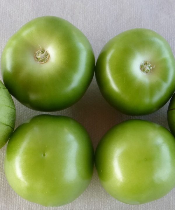 Pancho - (F1) Tomatillo Seed