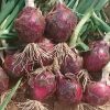 Red Spring - (F1) Onion Seed