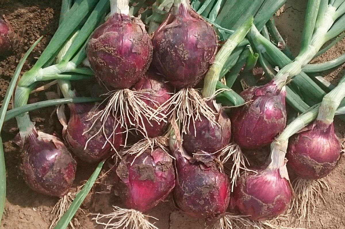 Red Spring - (F1) Onion Seed