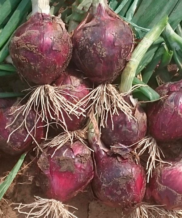 Red Spring - (F1) Onion Seed