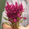 Celway Purple - Celosia Seed