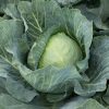 Botran - (F1) Cabbage Seed