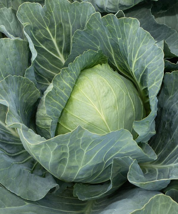 Botran - (F1) Cabbage Seed